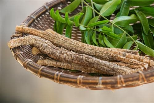 牛大力的功效与食用方法