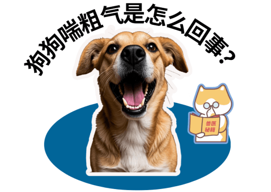 狗狗喘粗气是怎么回事？别慌，原因都在这儿！