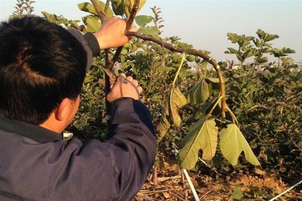 无花果露天种植技术：从育苗到修剪的全程指南