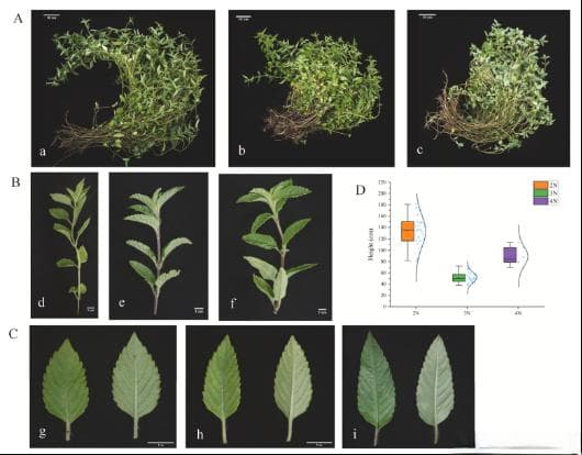 广州中医药大学团队首次解析不同凉粉草种质挥发性化合物差异及其风味