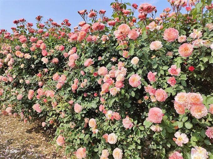 16种攀爬植物推荐：打造理想中的庭院花墙