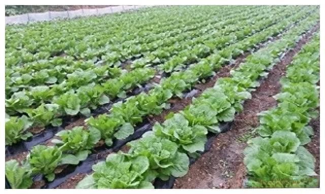 春种大白菜主要技术措施问答