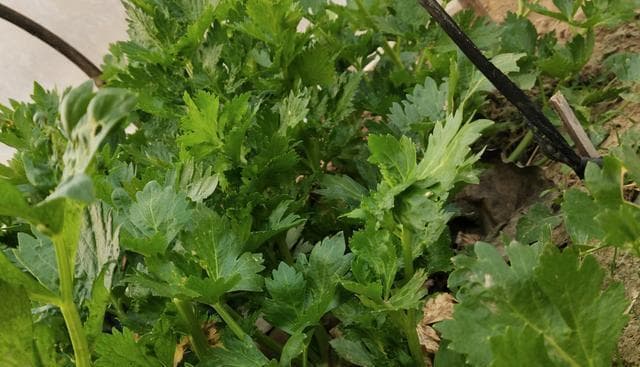 芹菜的浇水频率及技巧（如何合理浇水，让芹菜茁壮成长）