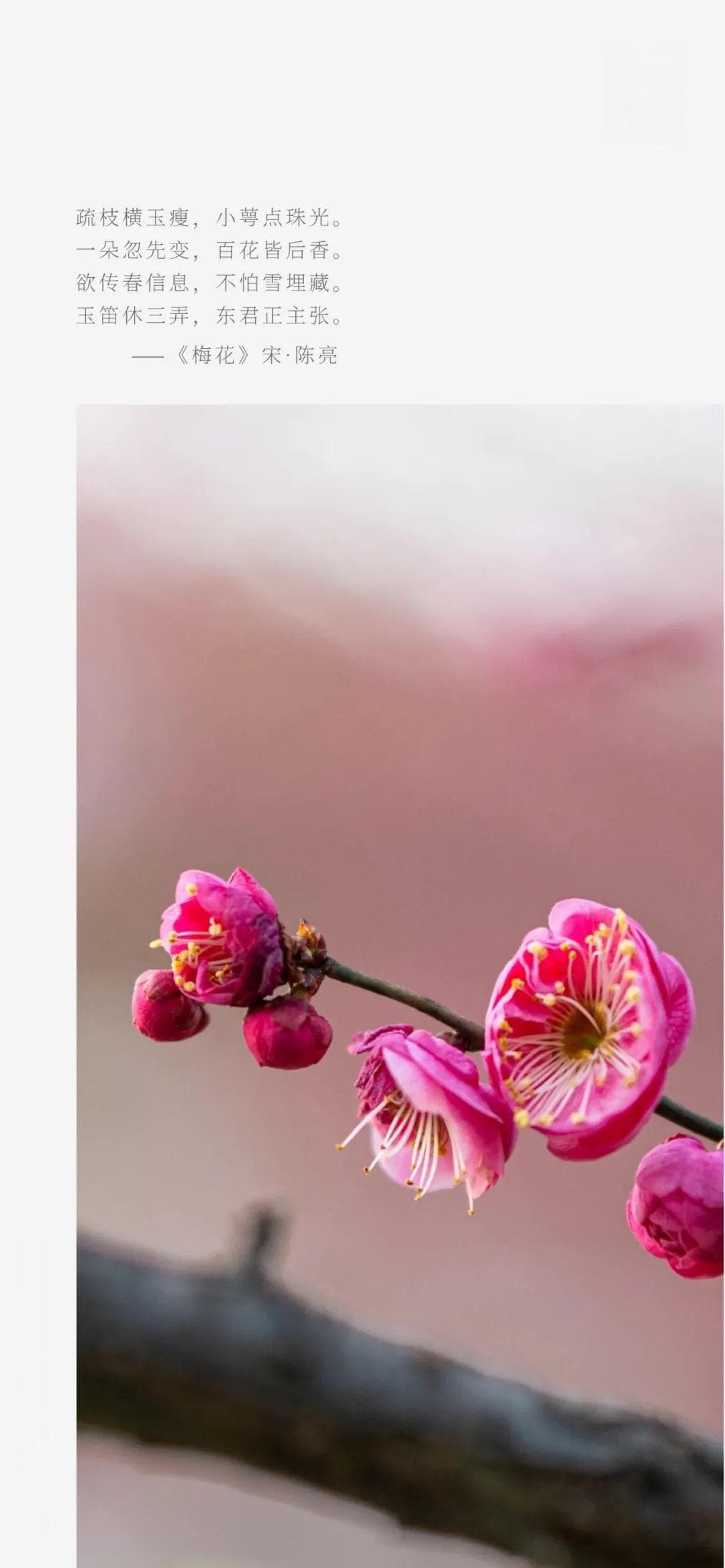 趁春光，寻梅去