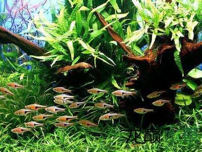 水草缸养什么鱼