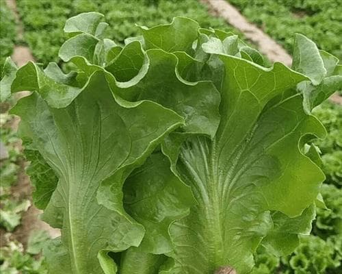 生菜生长的适宜温度剖析（探寻生菜生长的最佳温度及其影响因素）