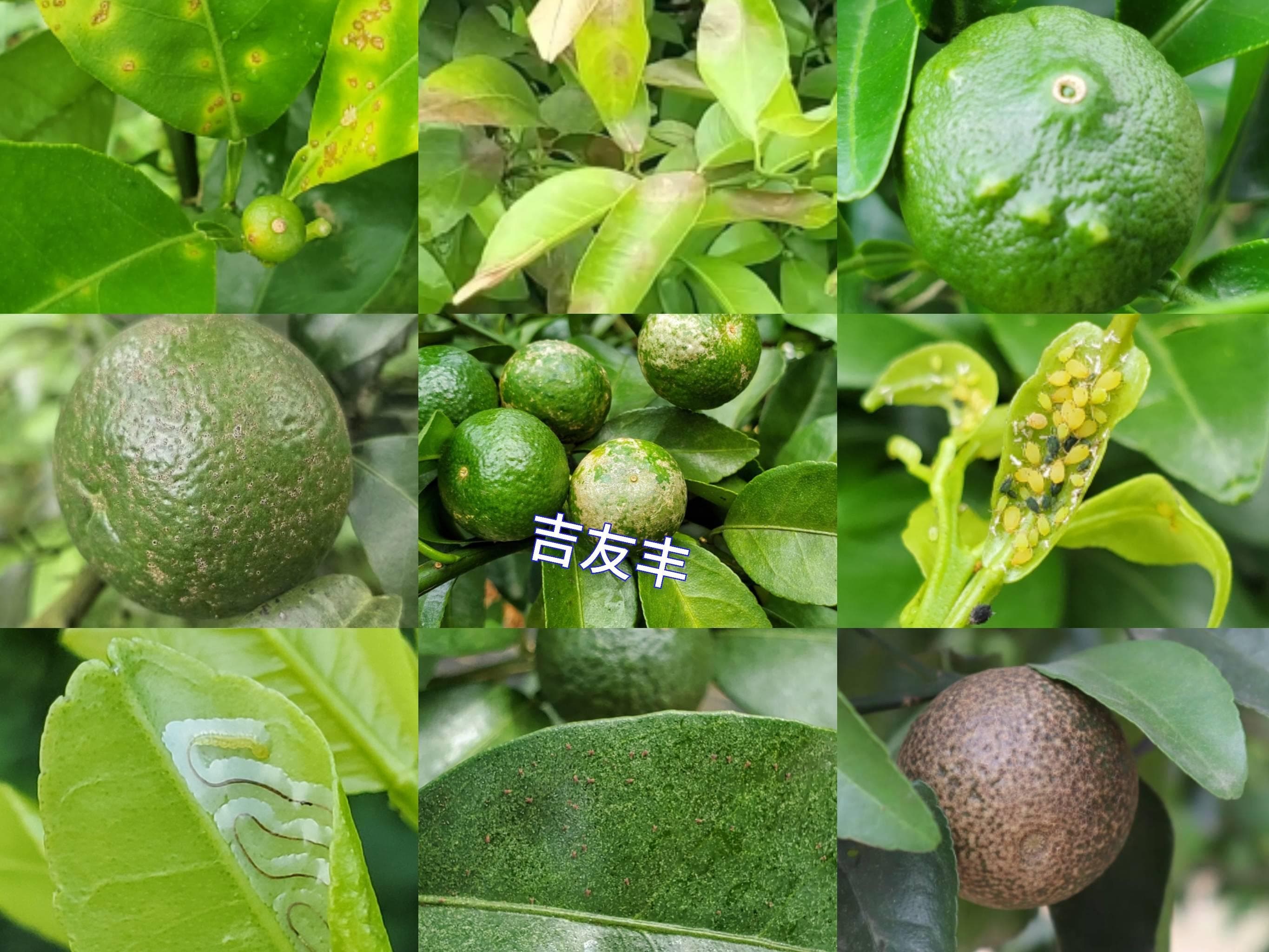 溃疡病、砂皮病、蚜虫、红蜘蛛等，柑橘开始重点防治这些病虫害！