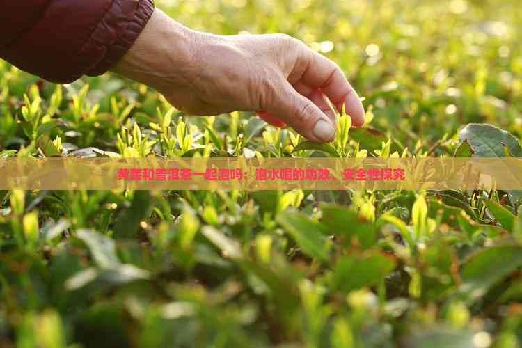 黄芪和普洱茶一起泡吗：泡水喝的功效、安全性探究