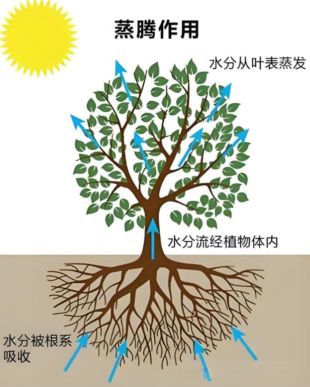 农田水分消耗的主要途径：植株蒸腾、棵间蒸发和深层渗漏