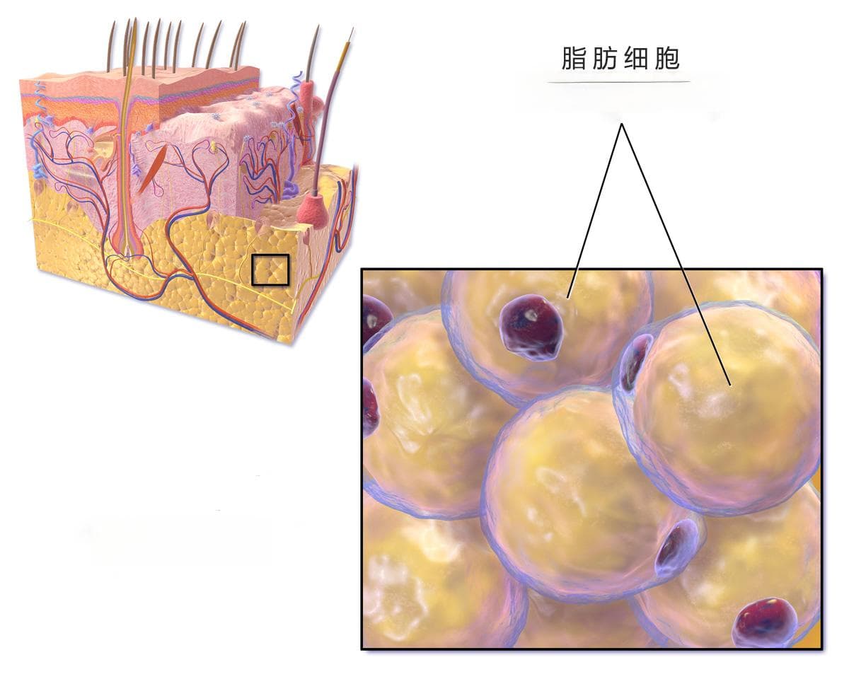 脂联素是什么，高好还是低好？