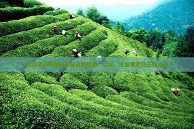 普洱茶与黄芪的搭配食用指南：功效、注意事项及正确方法