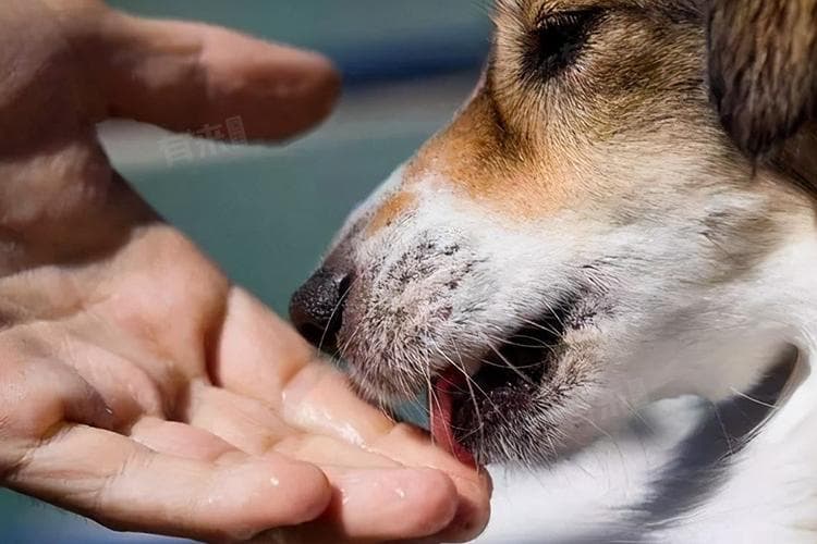 被宠物狗咬伤后，一定要打狂犬疫苗吗？