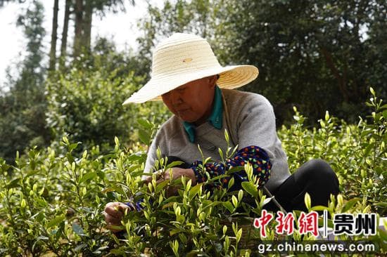 贵州石阡：清明至 茶香糯米鸡香飘千万家