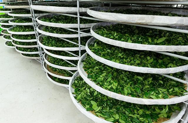 乌龙茶的制作工艺与流程 青茶的关键加工工艺是什么