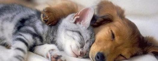 15个实用技巧，让猫咪不再过度依赖主人