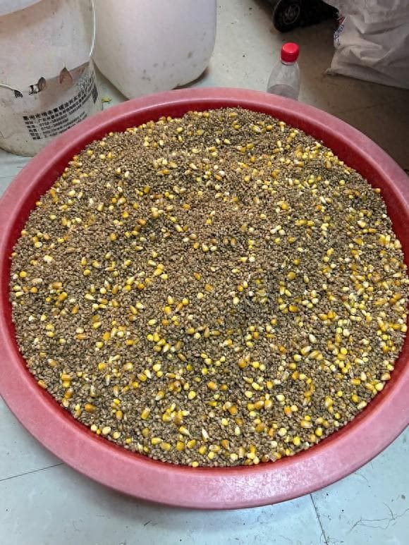 夏季野钓窝料推荐，便宜简单鱼爱吃，大鱼陆续进窝