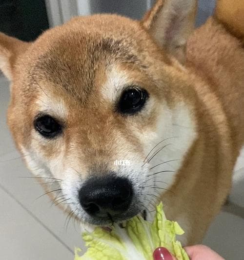 狗狗吃白菜的好处（白菜丰富的营养）