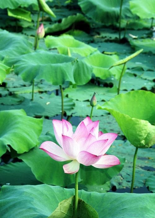 怎么描写夏日荷花：从诗意到写实，写出你心中的盛夏清凉!