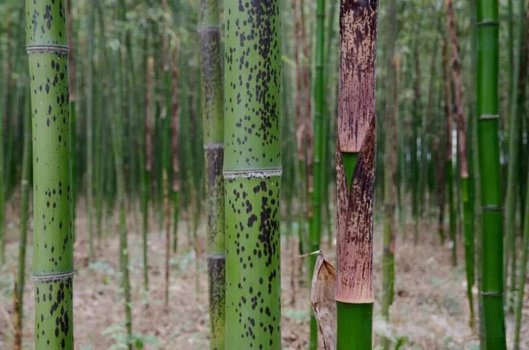 北方常见竹类识别要点