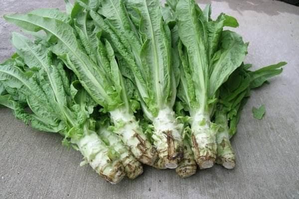 种莴苣用什么肥料好？怎么施肥最好？