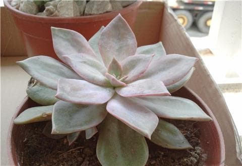 10种能吃的多肉植物，你吃过几种？