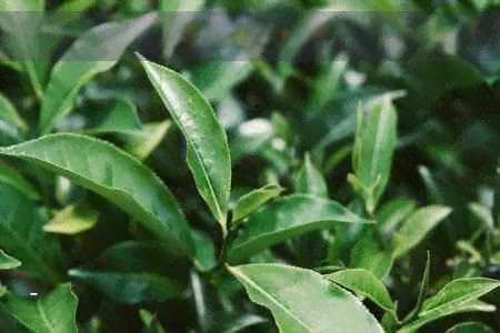 茶叶在水中的溶解性探究