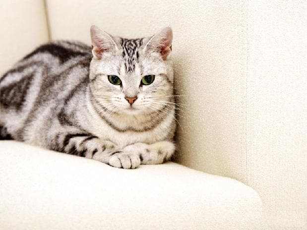 虎斑猫日常护理全攻略：从洗澡到清洁的全方位指南