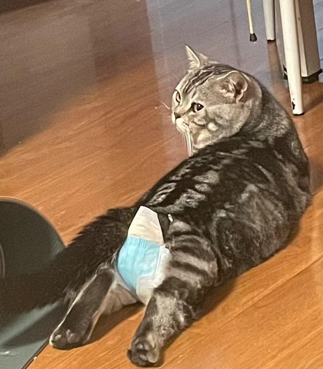 养猫新手必读：如何应对猫咪乱尿问题？