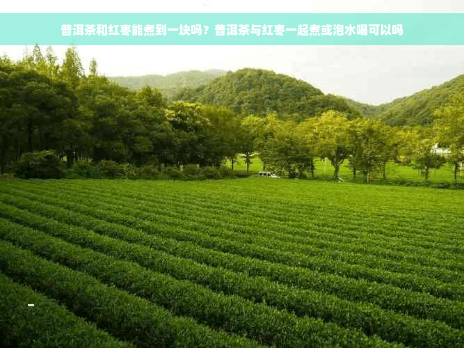 普洱茶和红枣能煮到一块吗？普洱茶与红枣一起煮或泡水喝可以吗