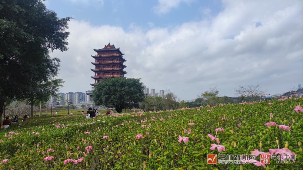 解锁玉林“赏花地图” 共赴春日浪漫之约