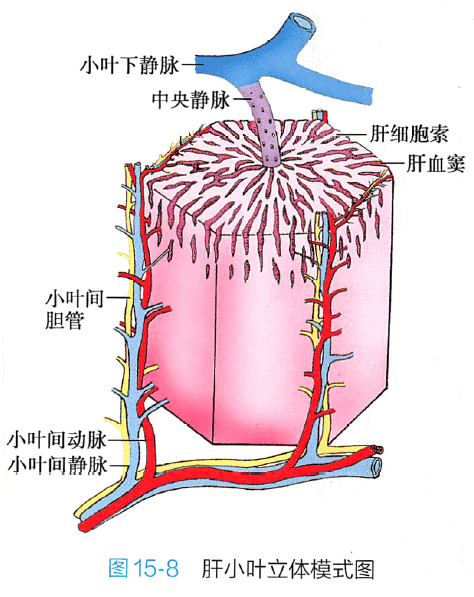 肝的基本结构单位-肝小叶