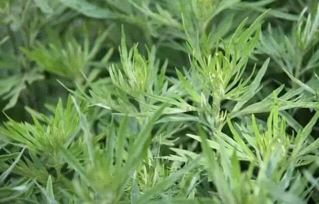 中草药在家禽养殖上的功能以及应用