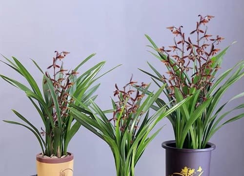 养兰花用什么花盆最好 种兰花用多大的盆合适且好看