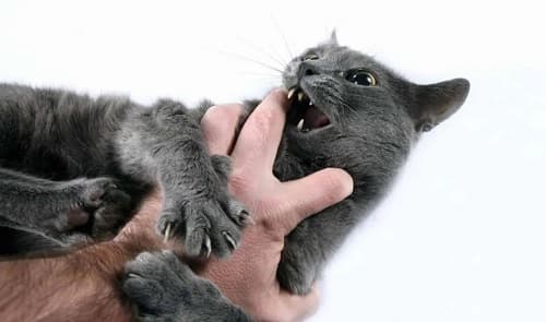 猫抓病科普：了解症状、预防与治疗