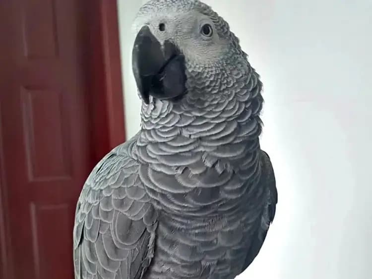 什么鹦鹉最聪明又最好养？