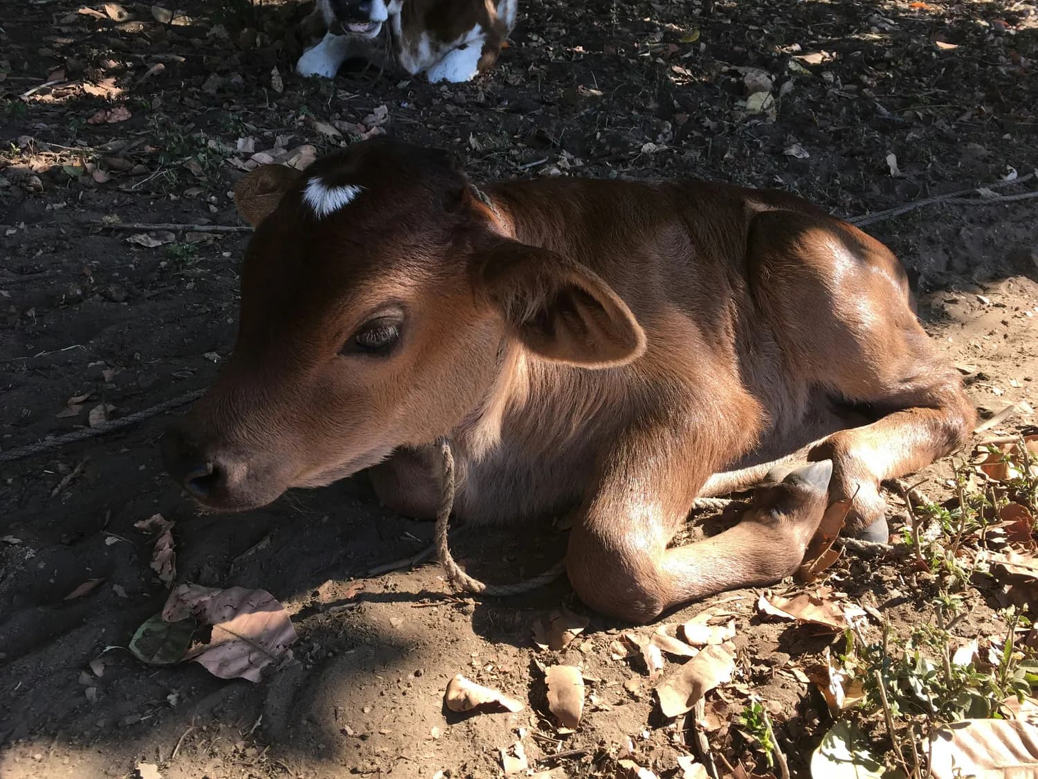 南宁黄焖狗肉走下餐桌，狗肉文化面临转型