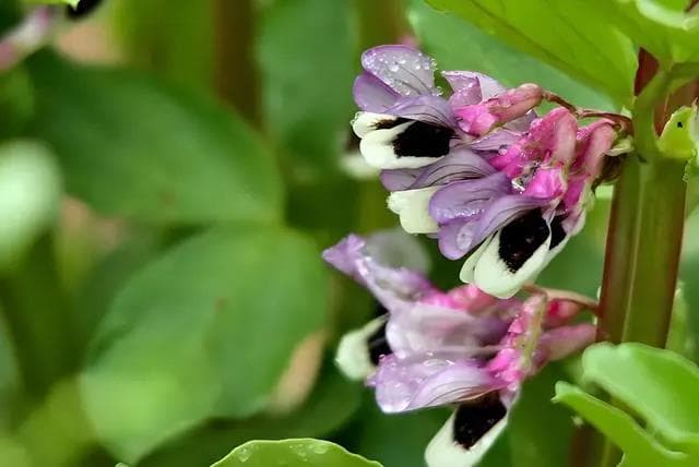 蚕豆开花期施肥技术：肥料种类、方法与时间要点详解