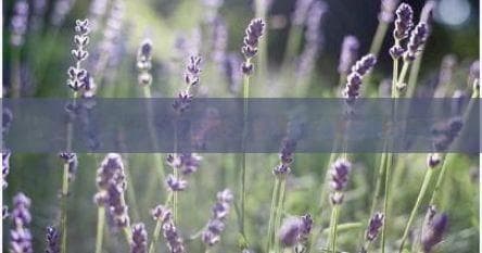蒸鱼时间大全：不同种类鱼的完美蒸制时长