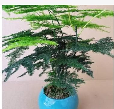 文竹一般多久浇一次水？怎么养才能更旺盛？