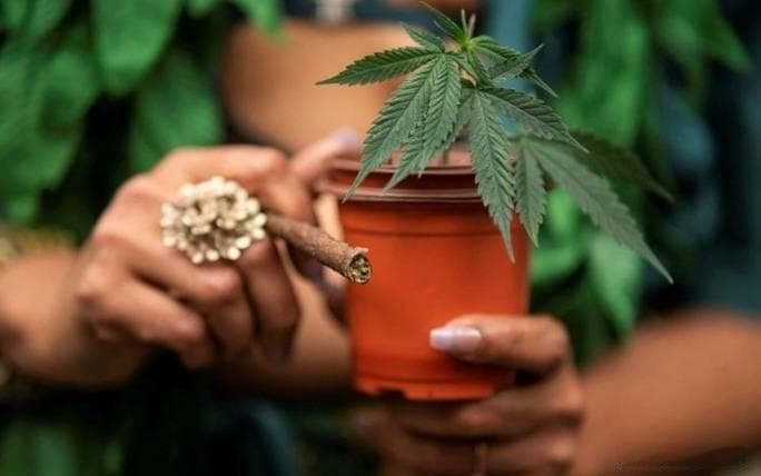 泰国大麻政策再度转向：立法管制取代重新列为毒品