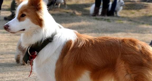 养边牧幼犬，喂食细节需知（合理膳食搭配，宠爱你的小边牧）
