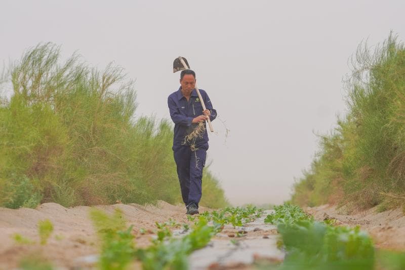 招商引资助力且末治沙，10万亩沙漠披绿生金