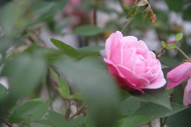 茶花适合在室内养吗？茶花的养殖方法和注意事项全解析