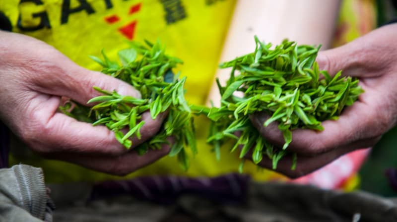 江苏茶文化：从六朝到明清的“承上启下”