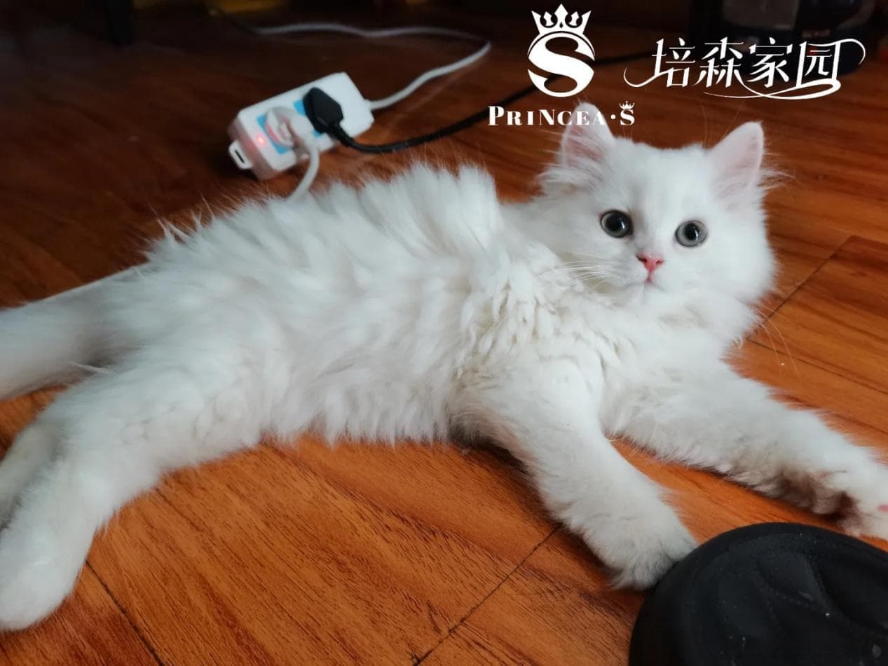 与猫咪互动时需要注意的五个细节
