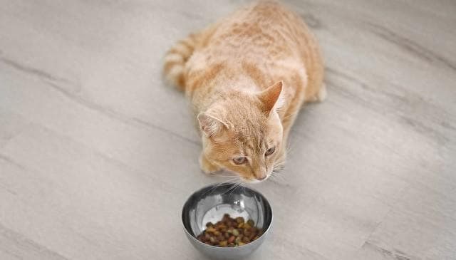 猫咪换季呕吐频发，怎么办？