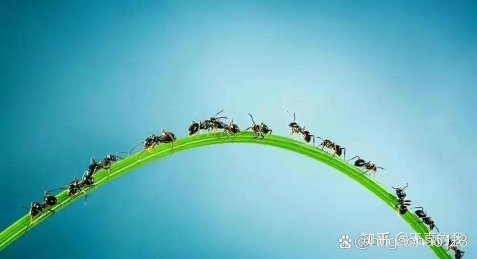 蚂蚁为什么这么勤劳？