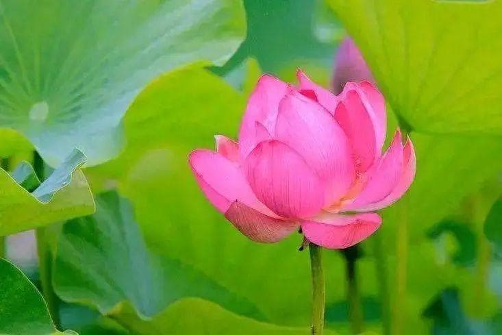 李白《折荷有赠》：荷花不仅是美景，更是理想与爱情的寄托