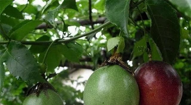 百香果的肥料应用与管理（如何选择适合百香果的肥料）
