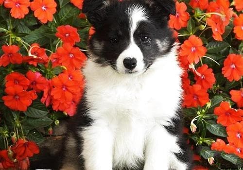 如何预防犬牙周炎
